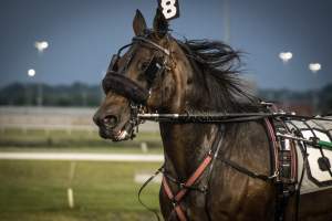 Meadowlands Racetrack June 2026 - Captured at Meadowlands Racing, East Rutherford NJ United States.