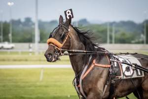 Meadowlands Racetrack June 2026 - Captured at Meadowlands Racing, East Rutherford NJ United States.