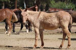 Mule Barn - Mules are exploited in Grand Canyon National Park by being forced to carry humans and their luggage in and out of the canyon, each day. When they aren't carrying, they are penned up in a dirt lot. - Captured at Mule Barn, Grand Canyon Village AZ United States.