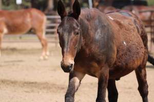 Mule Barn - Mules are exploited in Grand Canyon National Park by being forced to carry humans and their luggage in and out of the canyon, each day. When they aren't carrying, they are penned up in a dirt lot. - Captured at Mule Barn, Grand Canyon Village AZ United States.