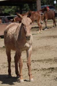 Mule Barn - Mules are exploited in Grand Canyon National Park by being forced to carry humans and their luggage in and out of the canyon, each day. When they aren't carrying, they are penned up in a dirt lot. - Captured at Mule Barn, Grand Canyon Village AZ United States.