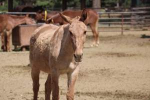 Mule Barn - Mules are exploited in Grand Canyon National Park by being forced to carry humans and their luggage in and out of the canyon, each day. When they aren't carrying, they are penned up in a dirt lot. - Captured at Mule Barn, Grand Canyon Village AZ United States.