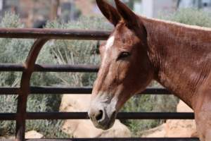 Mule Barn - Mules are exploited in Grand Canyon National Park by being forced to carry humans and their luggage in and out of the canyon, each day. When they aren't carrying, they are penned up in a dirt lot. - Captured at Mule Barn, Grand Canyon Village AZ United States.