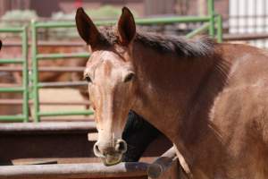 Mule Barn - Mules are exploited in Grand Canyon National Park by being forced to carry humans and their luggage in and out of the canyon, each day. When they aren't carrying, they are penned up in a dirt lot. - Captured at Mule Barn, Grand Canyon Village AZ United States.