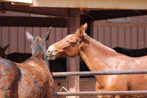 Mule Barn - Mules are exploited in Grand Canyon National Park by being forced to carry humans and their luggage in and out of the canyon, each day. When they aren't carrying, they are penned up in a dirt lot. - Captured at Mule Barn, Grand Canyon Village AZ United States.