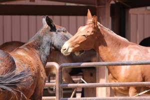 Mule Barn - Mules are exploited in Grand Canyon National Park by being forced to carry humans and their luggage in and out of the canyon, each day. When they aren't carrying, they are penned up in a dirt lot. - Captured at Mule Barn, Grand Canyon Village AZ United States.