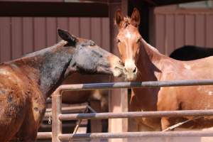 Mule Barn - Mules are exploited in Grand Canyon National Park by being forced to carry humans and their luggage in and out of the canyon, each day. When they aren't carrying, they are penned up in a dirt lot. - Captured at Mule Barn, Grand Canyon Village AZ United States.