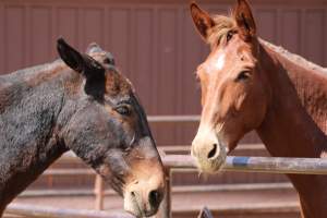 Mule Barn - Mules are exploited in Grand Canyon National Park by being forced to carry humans and their luggage in and out of the canyon, each day. When they aren't carrying, they are penned up in a dirt lot. - Captured at Mule Barn, Grand Canyon Village AZ United States.