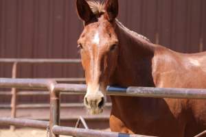 Mule Barn - Mules are exploited in Grand Canyon National Park by being forced to carry humans and their luggage in and out of the canyon, each day. When they aren't carrying, they are penned up in a dirt lot. - Captured at Mule Barn, Grand Canyon Village AZ United States.