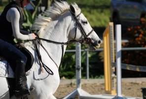 Hansen Dam Horse Park - Captured at Hansen Dam Horse Park, Los Angeles CA United States.