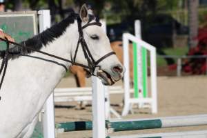 Hansen Dam Horse Park - Captured at Hansen Dam Horse Park, Los Angeles CA United States.
