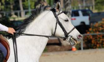 Hansen Dam Horse Park - Captured at Hansen Dam Horse Park, Los Angeles CA United States.