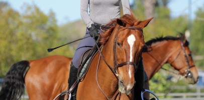 Hansen Dam Horse Park - Captured at Hansen Dam Horse Park, Los Angeles CA United States.