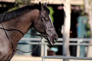 Hansen Dam Horse Park - Captured at Hansen Dam Horse Park, Los Angeles CA United States.