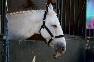 Hansen Dam Horse Park - Captured at Hansen Dam Horse Park, Los Angeles CA United States.