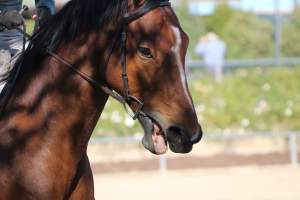 Hansen Dam Horse Park - Captured at Hansen Dam Horse Park, Los Angeles CA United States.