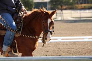 Hansen Dam Horse Park - Captured at Hansen Dam Horse Park, Los Angeles CA United States.