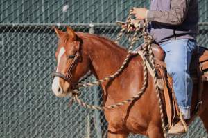Hansen Dam Horse Park - Captured at Hansen Dam Horse Park, Los Angeles CA United States.