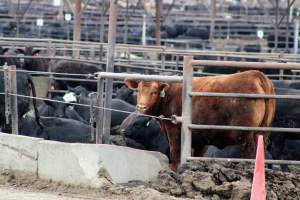 Harris Ranch - Captured at Harris Ranch Feeding Company (Bovine), Coalinga CA United States.