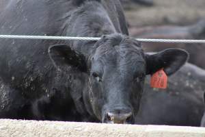 Harris Ranch - Captured at Harris Ranch Feeding Company (Bovine), Coalinga CA United States.