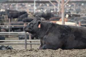 Harris Ranch - Captured at Harris Ranch Feeding Company (Bovine), Coalinga CA United States.