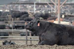 Harris Ranch - Captured at Harris Ranch Feeding Company (Bovine), Coalinga CA United States.