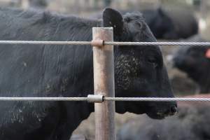 Harris Ranch - Captured at Harris Ranch Feeding Company (Bovine), Coalinga CA United States.