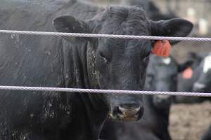 Harris Ranch - Captured at Harris Ranch Feeding Company (Bovine), Coalinga CA United States.