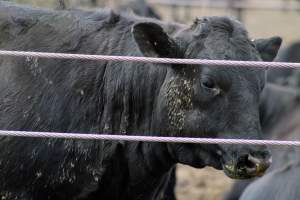 Harris Ranch - Captured at Harris Ranch Feeding Company (Bovine), Coalinga CA United States.