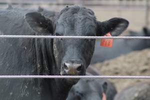 Harris Ranch - Captured at Harris Ranch Feeding Company (Bovine), Coalinga CA United States.