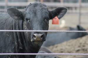 Harris Ranch - Captured at Harris Ranch Feeding Company (Bovine), Coalinga CA United States.