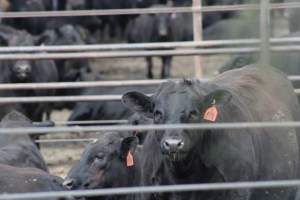Harris Ranch - Captured at Harris Ranch Feeding Company (Bovine), Coalinga CA United States.