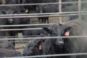 Harris Ranch - Captured at Harris Ranch Feeding Company (Bovine), Coalinga CA United States.