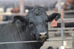 Harris Ranch - Captured at Harris Ranch Feeding Company (Bovine), Coalinga CA United States.