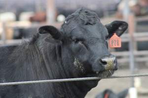 Harris Ranch - Captured at Harris Ranch Feeding Company (Bovine), Coalinga CA United States.
