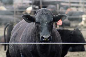 Harris Ranch - Captured at Harris Ranch Feeding Company (Bovine), Coalinga CA United States.
