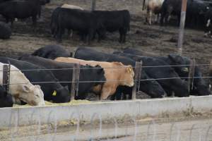 Harris Ranch - Captured at Harris Ranch Feeding Company (Bovine), Coalinga CA United States.