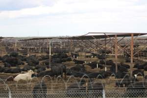 Harris Ranch - Captured at Harris Ranch Feeding Company (Bovine), Coalinga CA United States.