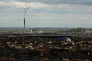 Harris Ranch - Captured at Harris Ranch Feeding Company (Bovine), Coalinga CA United States.