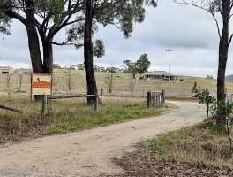 Captured at Patagonia Alpacas, Meadow Flat NSW Australia.