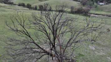 Billeroy - Captured at Billeroy, Tarana NSW Australia.