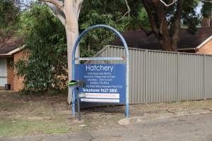 Baiada Hatchery - Captured at Baiada Hatchery, Marsden Park NSW Australia.