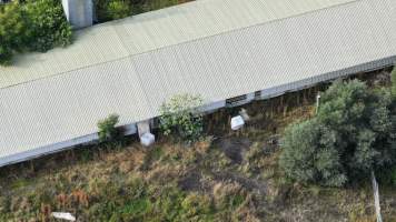 Inghams Broiler Farm - East Kurrajong NSW - Captured at Inghams Broiler Farm, East Kurrajong NSW Australia.