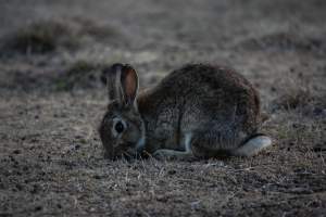 City Hill Rabbit Control Program Canberra - Photos taken during the 'Rabbit Control Program' in 2023 at City Hill, Canberra. - Captured at ACT.