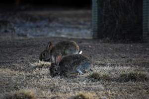City Hill Rabbit Control Program Canberra - Photos taken during the 'Rabbit Control Program' in 2023 at City Hill, Canberra. - Captured at ACT.
