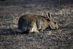 City Hill Rabbit Control Program Canberra - Photos taken during the 'Rabbit Control Program' in 2023 at City Hill, Canberra. - Captured at ACT.