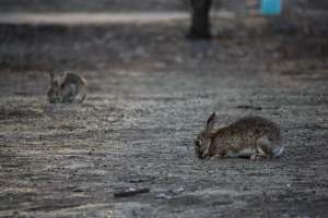 City Hill Rabbit Control Program Canberra - Photos taken during the 'Rabbit Control Program' in 2023 at City Hill, Canberra. - Captured at ACT.