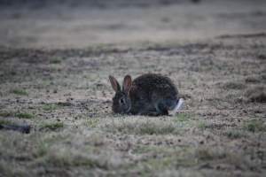 City Hill Rabbit Control Program Canberra - Photos taken during the 'Rabbit Control Program' in 2023 at City Hill, Canberra. - Captured at ACT.