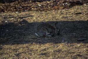 City Hill Rabbit Control Program Canberra - Photos taken during the 'Rabbit Control Program' in 2023 at City Hill, Canberra. - Captured at ACT.