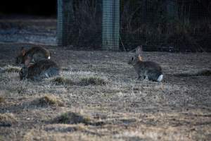 City Hill Rabbit Control Program Canberra - Photos taken during the 'Rabbit Control Program' in 2023 at City Hill, Canberra. - Captured at ACT.